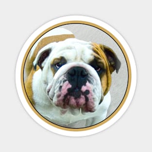 Bulldog Magnet